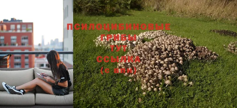 Псилоцибиновые грибы Psilocybine cubensis  Островной 